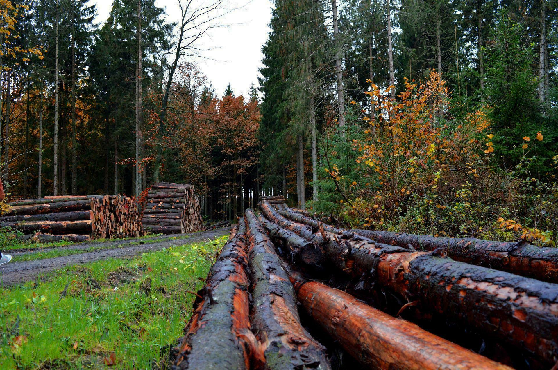 Kiefer und Fichte für Holzcarports